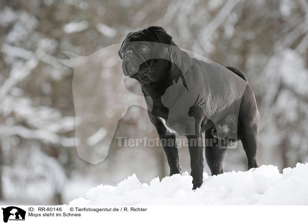 Mops steht im Schnee / pug stands in snow / RR-80146