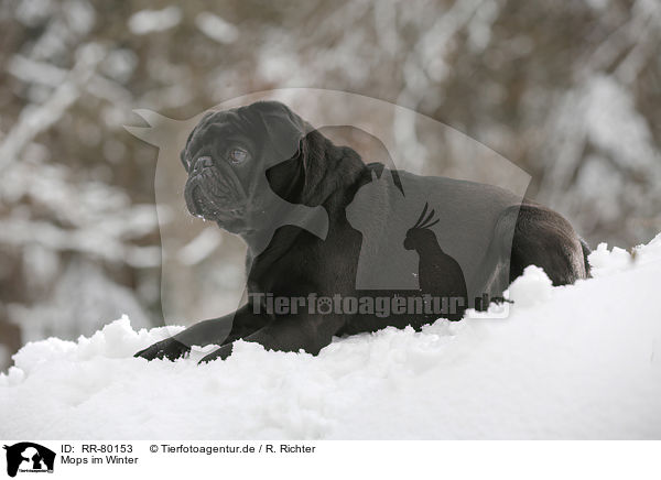 Mops im Winter / pug in winter / RR-80153