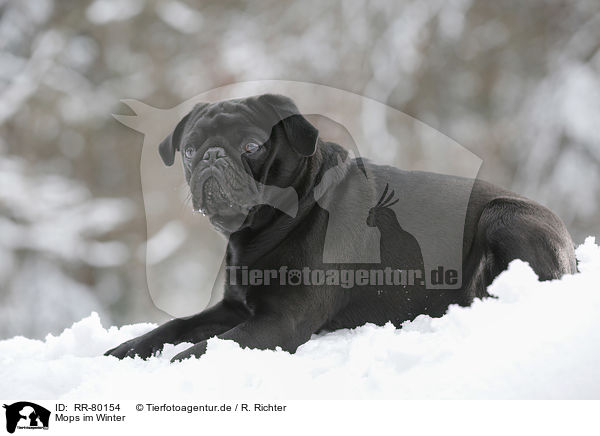 Mops im Winter / pug in winter / RR-80154