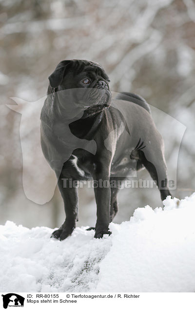 Mops steht im Schnee / pug stands in snow / RR-80155