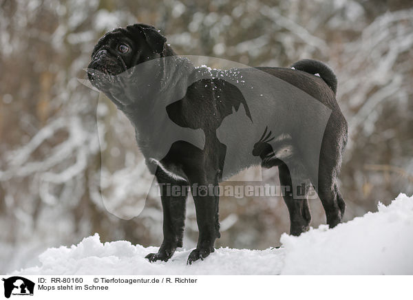 Mops steht im Schnee / pug stands in snow / RR-80160