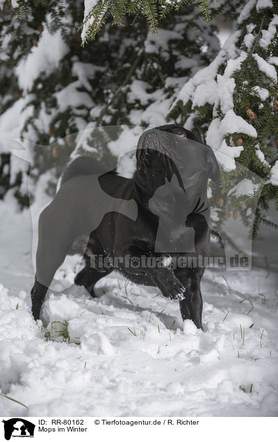 Mops im Winter / pug in winter / RR-80162