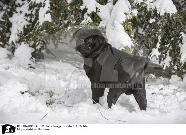 Mops steht im Schnee / pug stands in snow / RR-80164