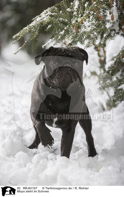 Mops steht im Schnee / pug stands in snow / RR-80167