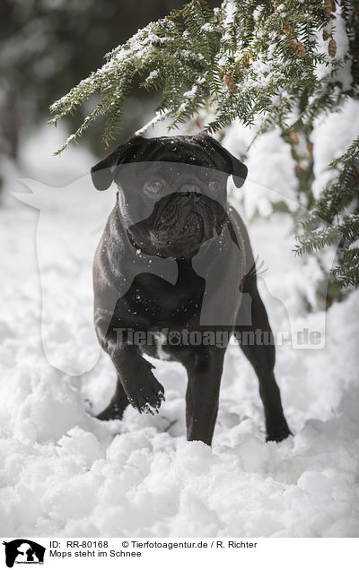 Mops steht im Schnee / pug stands in snow / RR-80168