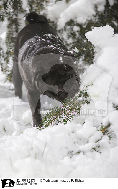 Mops im Winter / pug in winter / RR-80170