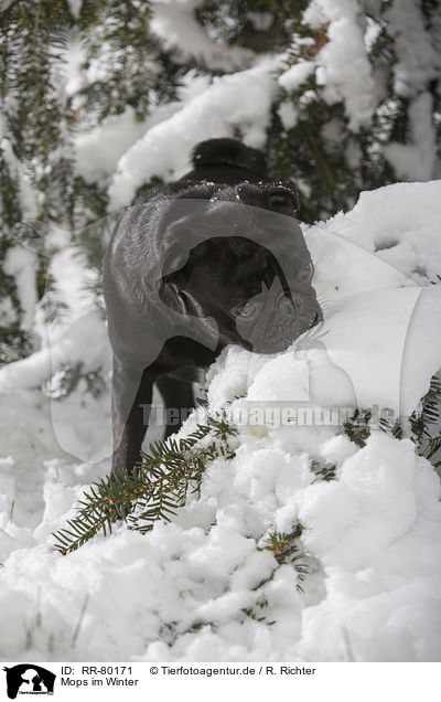 Mops im Winter / pug in winter / RR-80171