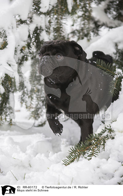 Mops steht im Schnee / pug stands in snow / RR-80172