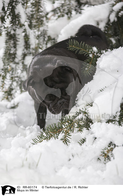 Mops im Winter / pug in winter / RR-80174