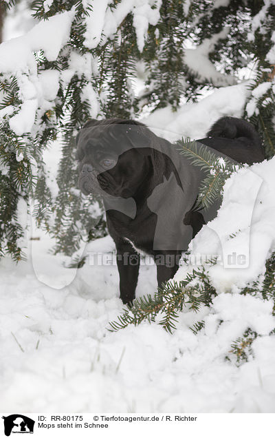 Mops steht im Schnee / pug stands in snow / RR-80175