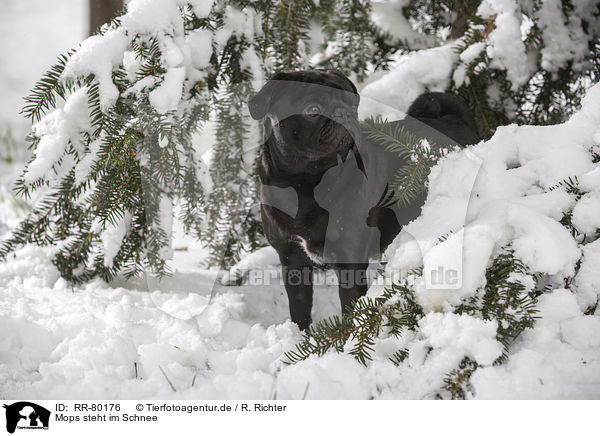 Mops steht im Schnee / pug stands in snow / RR-80176