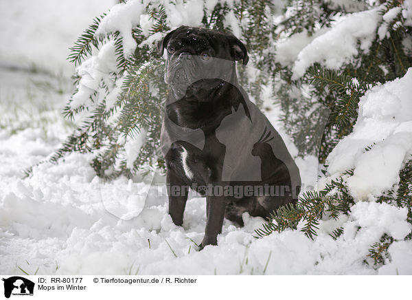 Mops im Winter / pug in winter / RR-80177