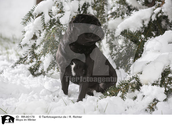Mops im Winter / pug in winter / RR-80178