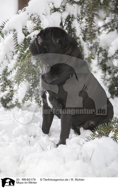 Mops im Winter / pug in winter / RR-80179