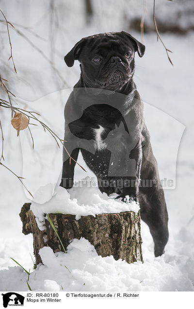 Mops im Winter / pug in winter / RR-80180