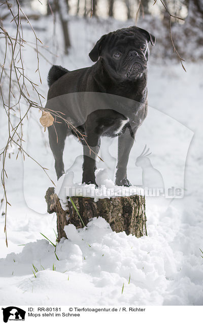 Mops steht im Schnee / pug stands in snow / RR-80181