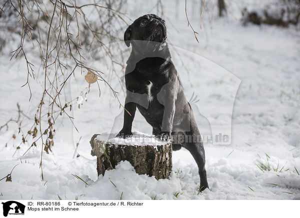 Mops steht im Schnee / pug stands in snow / RR-80186