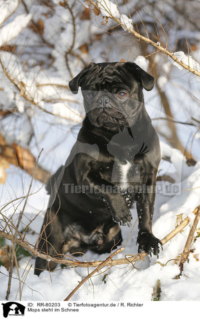 Mops steht im Schnee / pug stands in snow / RR-80203