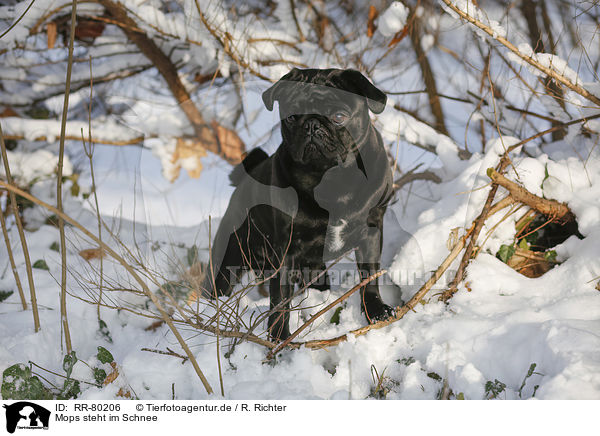 Mops steht im Schnee / pug stands in snow / RR-80206