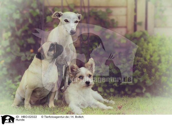 Hunde / dogs / HBO-02022