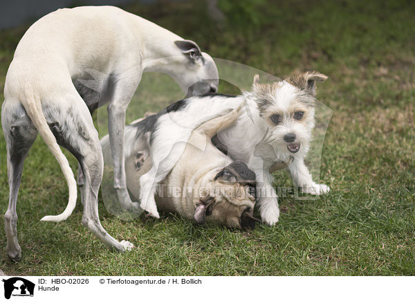 Hunde / dogs / HBO-02026