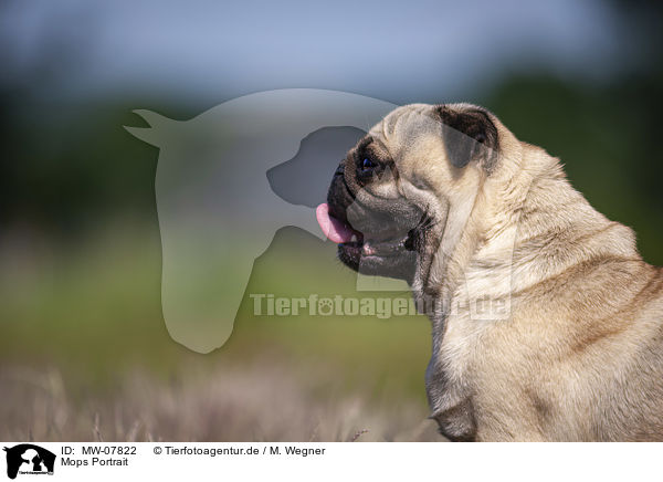 Mops Portrait / Pug Portrait / MW-07822