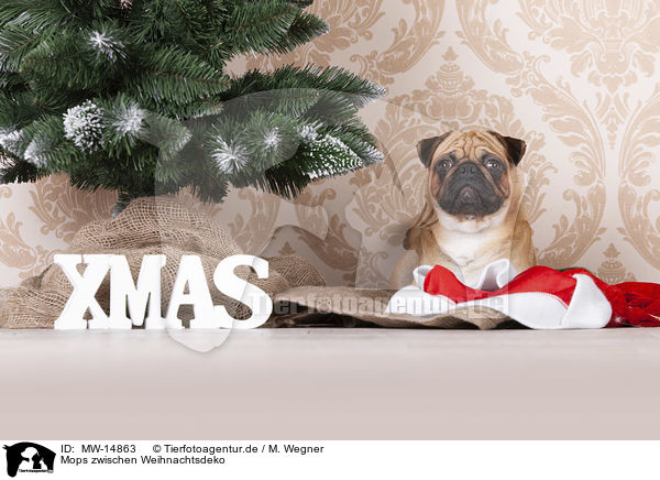 Mops zwischen Weihnachtsdeko / pug between christmas decoration / MW-14863