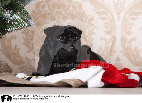 Mops zwischen Weihnachtsdeko / pug between christmas decoration / MW-14865