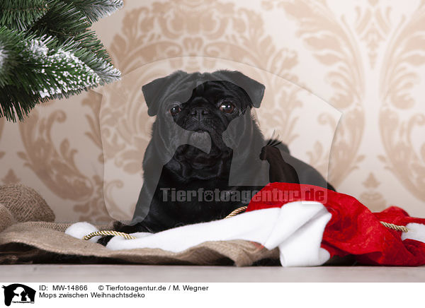 Mops zwischen Weihnachtsdeko / pug between christmas decoration / MW-14866