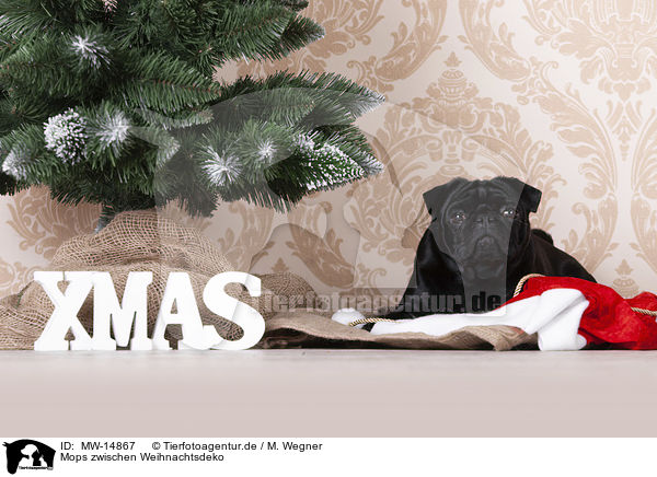 Mops zwischen Weihnachtsdeko / pug between christmas decoration / MW-14867