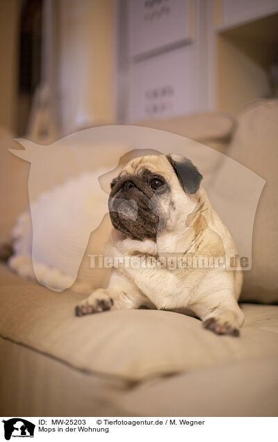 Mops in der Wohnung / Pug in the apartment / MW-25203