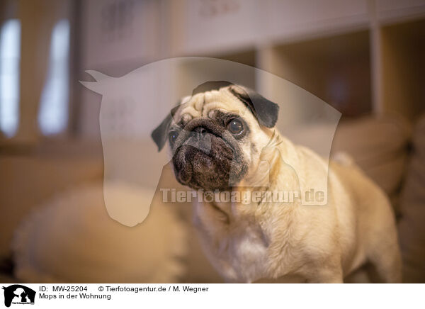 Mops in der Wohnung / Pug in the apartment / MW-25204