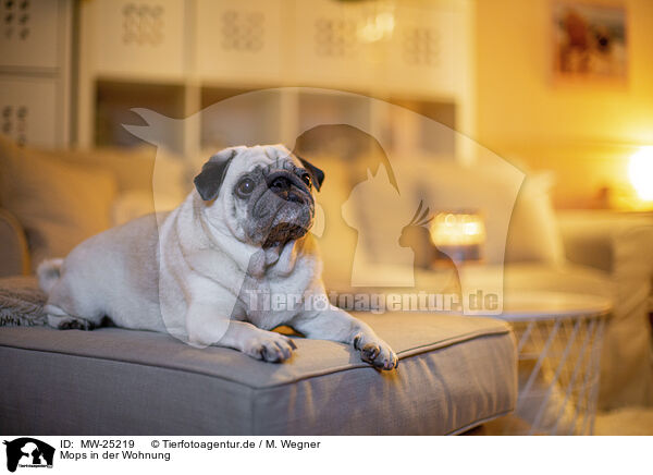 Mops in der Wohnung / Pug in the apartment / MW-25219