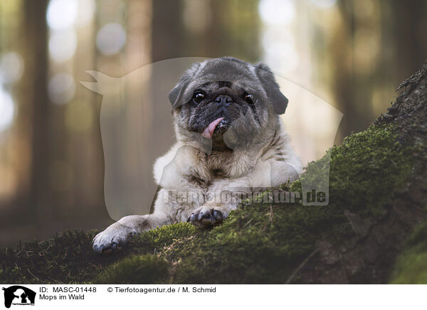 Mops im Wald / pug in the woods / MASC-01448
