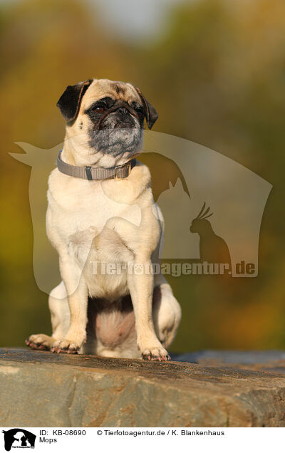 Mops / pug / KB-08690