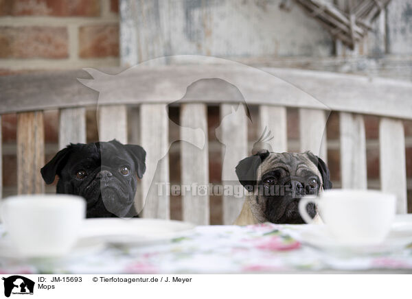 Mops / pug / JM-15693