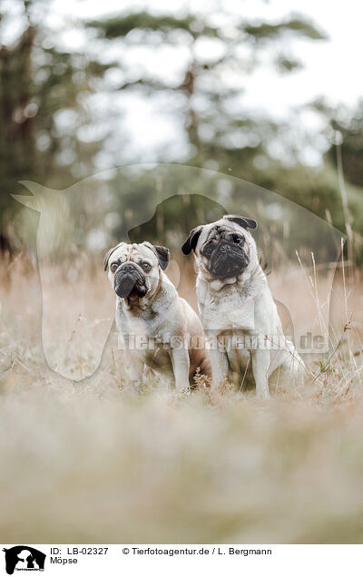 Mpse / pugs / LB-02327