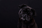 Mops Portrait