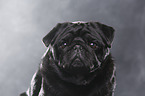 Mops Portrait