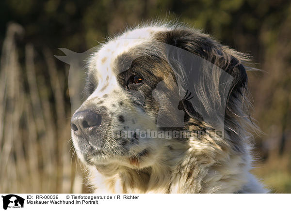 Moskauer Wachhund im Portrait / RR-00039