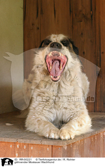 ghnender Moskauer Wachhund / gaping moscow watchdog / RR-00221