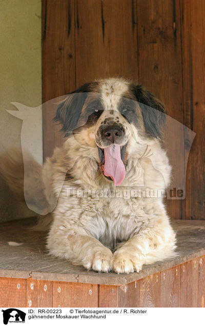 ghnender Moskauer Wachhund / gaping moscow watchdog / RR-00223