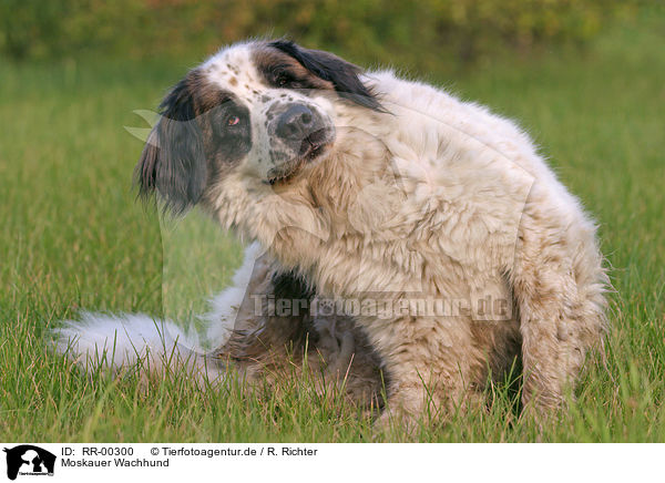 Moskauer Wachhund / moscow watchdog / RR-00300