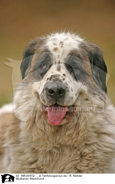 Moskauer Wachhund / Moscow Watchdog Portrait / RR-00552