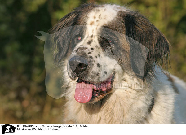 Moskauer Wachhund Portrait / moscow watchdog portrait / RR-00587