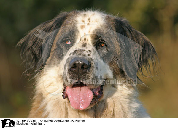 Moskauer Wachhund / Moscow Watchdog Portrait / RR-00588