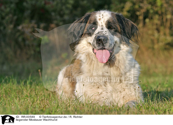 liegender Moskauer Wachhund / lying moscow watchdog / RR-00589