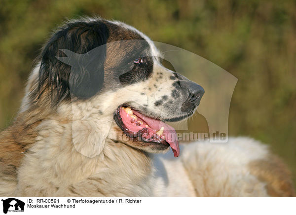 Moskauer Wachhund / Moscow Watchdog Portrait / RR-00591