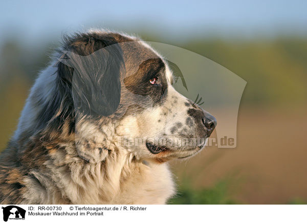 Moskauer Wachhund im Portrait / RR-00730