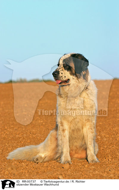 sitzender Moskauer Wachhund / sitting moscow watchdog / RR-00737